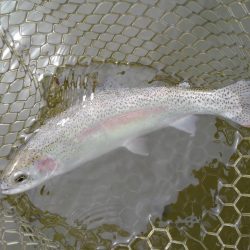 大安トラウトレイク釣果